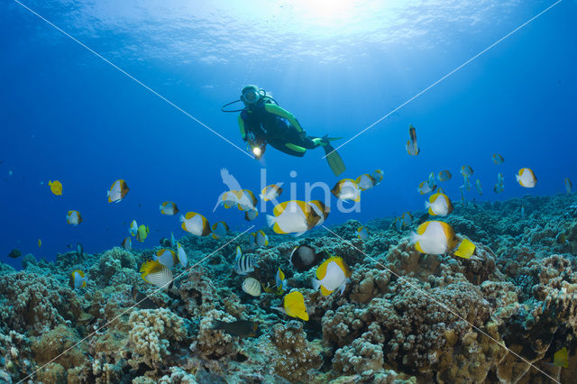 Pyramid butterflyfish (Hemitaurichthys polylepis)