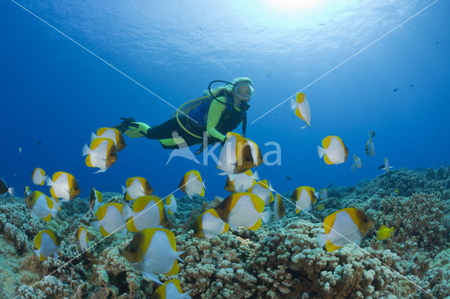 Pyramid butterflyfish (Hemitaurichthys polylepis)