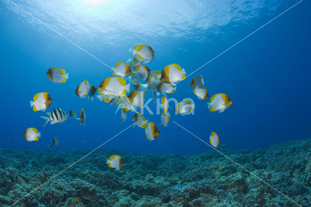 Pyramid butterflyfish (Hemitaurichthys polylepis)