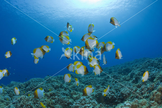 Pyramid butterflyfish (Hemitaurichthys polylepis)