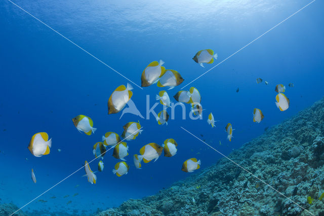 Pyramid butterflyfish (Hemitaurichthys polylepis)