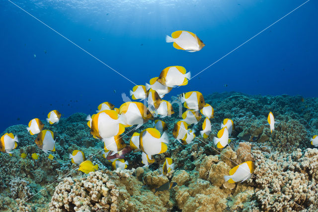 Pyramid butterflyfish (Hemitaurichthys polylepis)