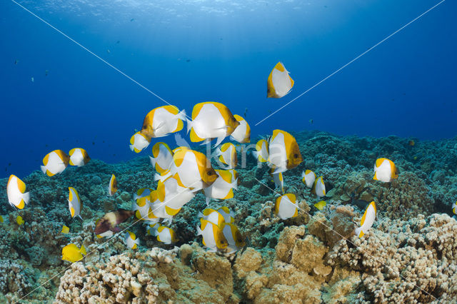 Pyramid butterflyfish (Hemitaurichthys polylepis)