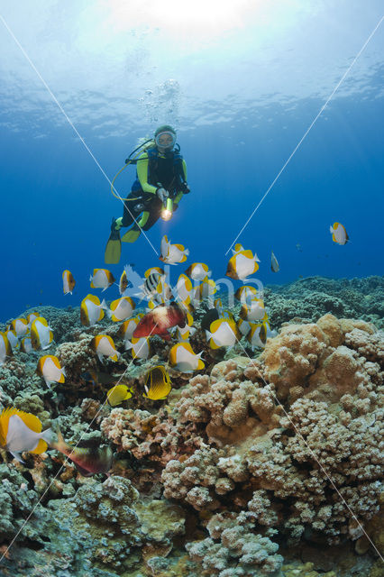 Pyramid butterflyfish (Hemitaurichthys polylepis)