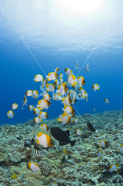 Pyramid butterflyfish (Hemitaurichthys polylepis)