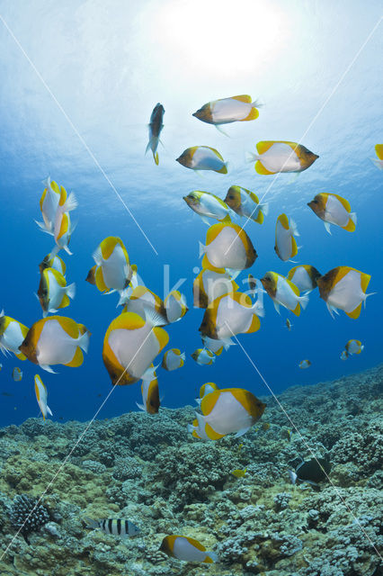 Pyramid butterflyfish (Hemitaurichthys polylepis)