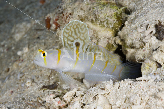 Randall’s prawn-goby (Amblyeleotris randalli)
