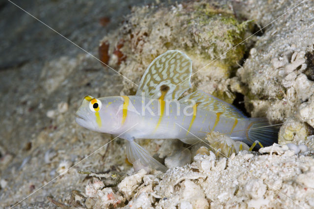 Randall’s prawn-goby (Amblyeleotris randalli)