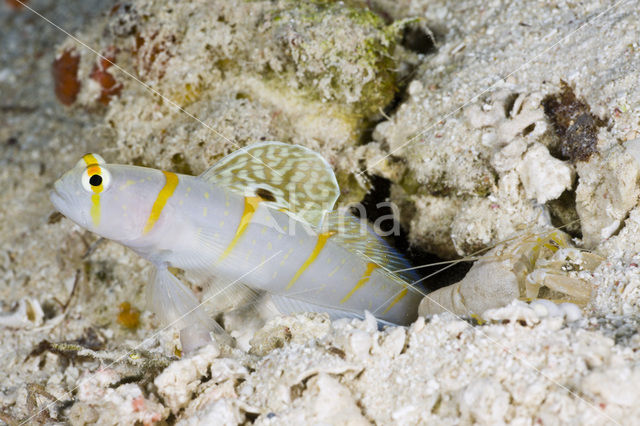 Randall’s prawn-goby (Amblyeleotris randalli)