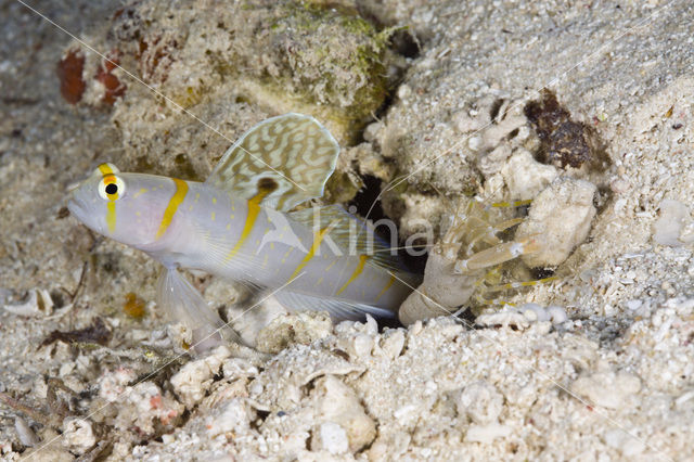 Randall gobie (Amblyeleotris randalli)