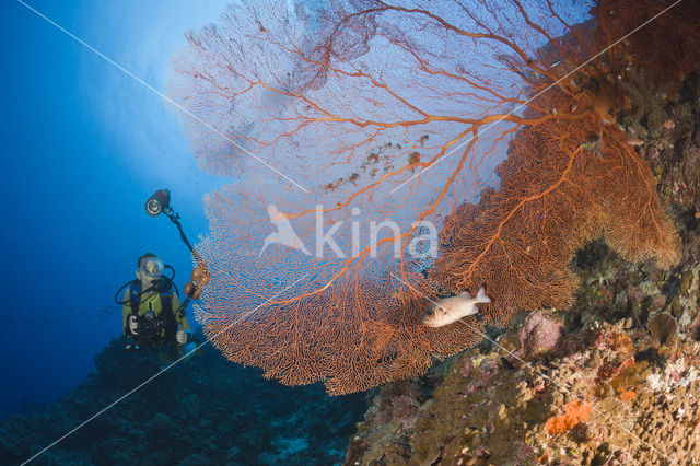 Sea Fan