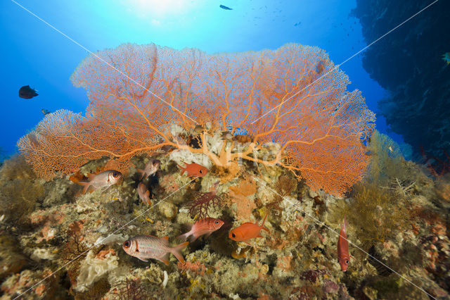 Sea Fan