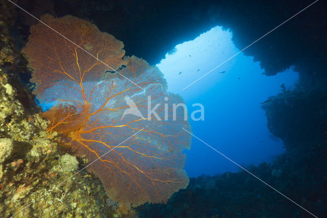 Sea Fan