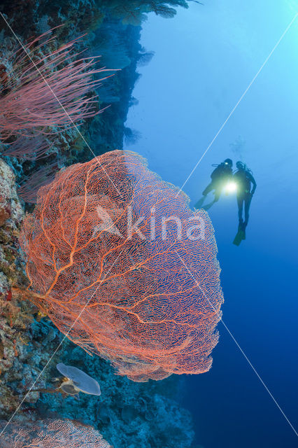 Sea Fan