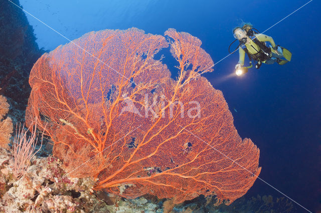 Sea Fan