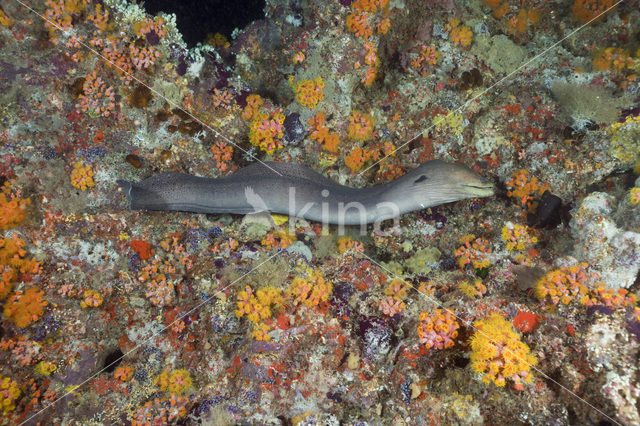 Giant Moray (Gymnothorax javanicus)