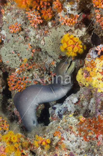 Giant Moray (Gymnothorax javanicus)