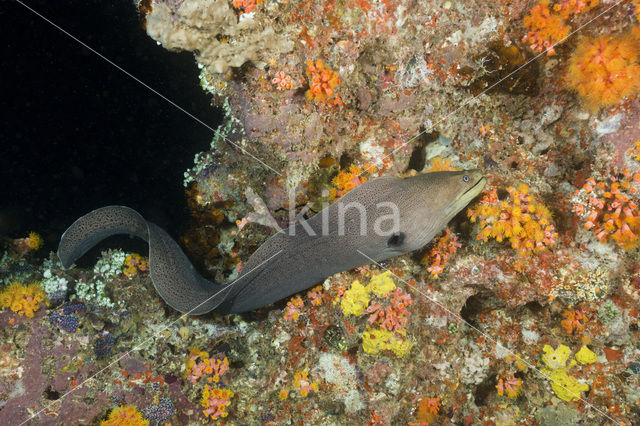 Giant Moray (Gymnothorax javanicus)