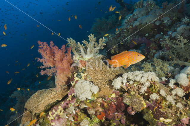 Rode Koraalbaars (Cephalopholis miniata )