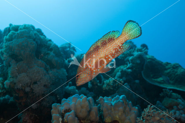 Coral hind