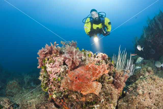 Rode schorpioenvis (Scorpaena scrofa)