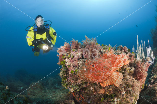 Rode schorpioenvis (Scorpaena scrofa)