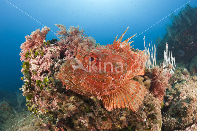 Largescaled scorpionfish