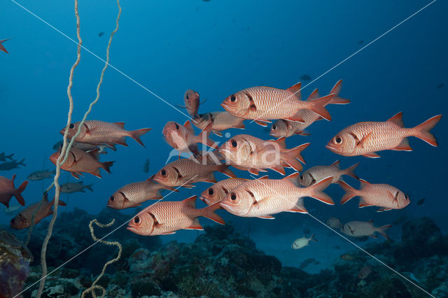 Rode soldatenvis (Myripristis murdjan)