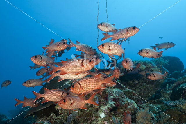 Rode soldatenvis (Myripristis murdjan)