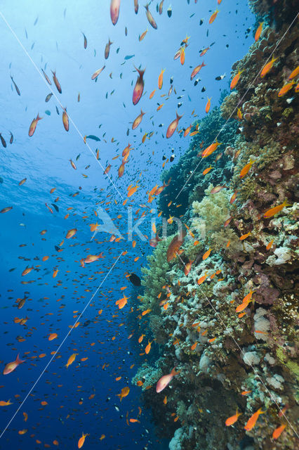 Rode vlaggebaars (Pseudanthias squamipinnis)