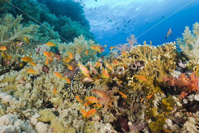 Rode vlaggebaars (Pseudanthias squamipinnis)