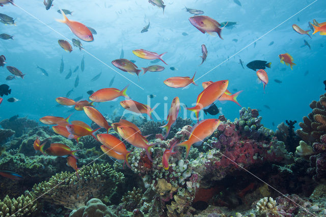 Rode vlaggebaars (Pseudanthias squamipinnis)