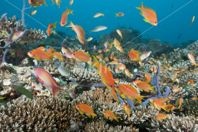 Rode vlaggebaars (Pseudanthias squamipinnis)