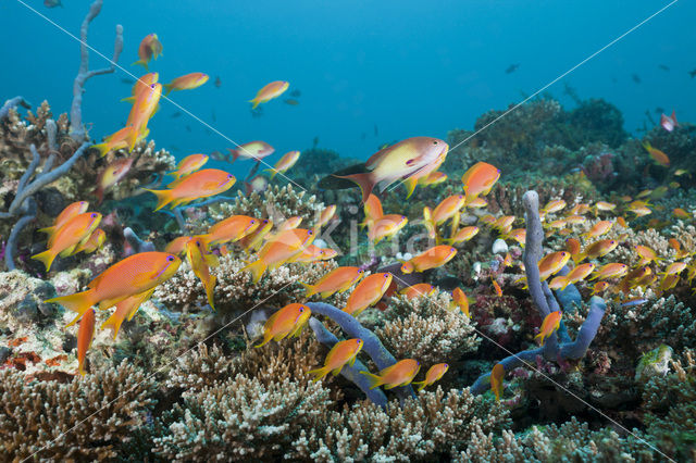 Rode vlaggebaars (Pseudanthias squamipinnis)