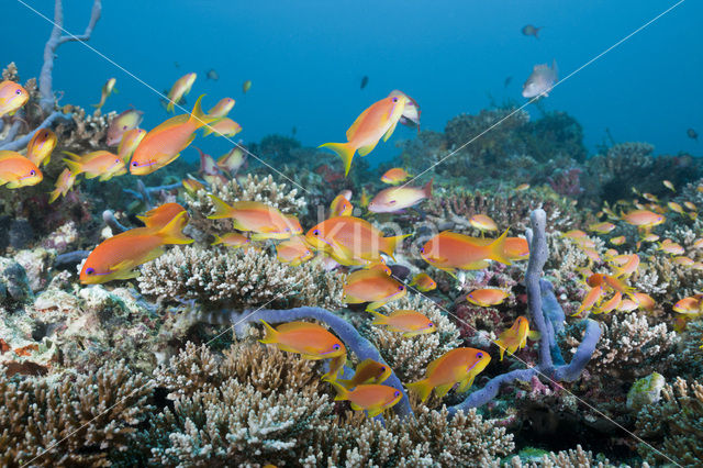 Rode vlaggebaars (Pseudanthias squamipinnis)