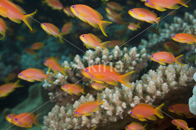 Rode vlaggebaars (Pseudanthias squamipinnis)