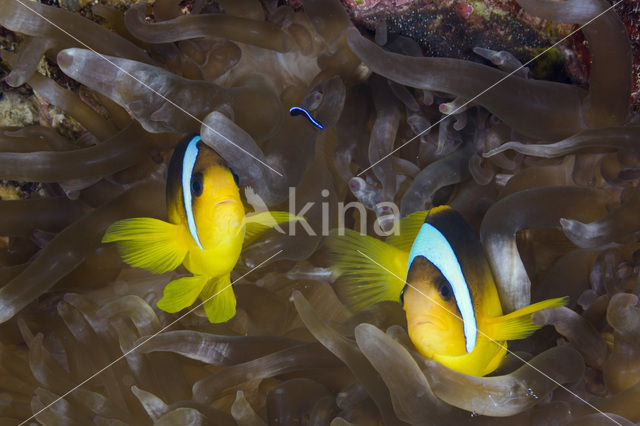 two-banded Anemonefish