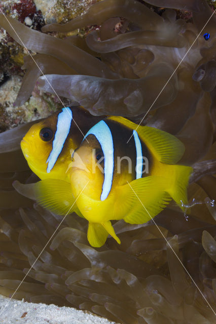 two-banded Anemonefish