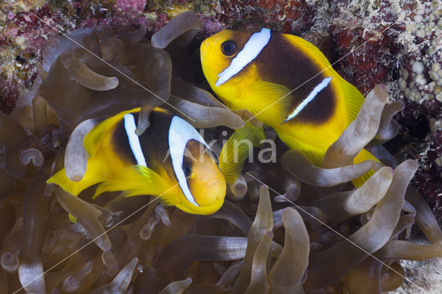 Rode zee anemoonvis (Amphiprion bicinctus)