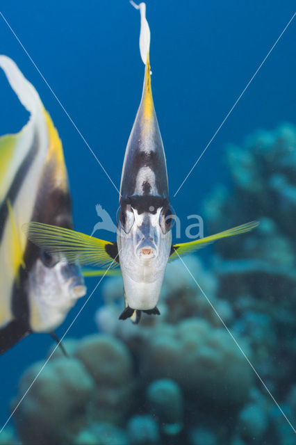 Red sea bannerfish (Heniochus intermedius)