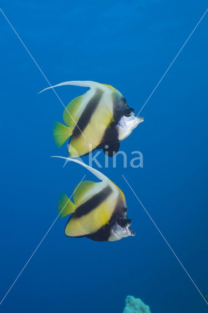 Red sea bannerfish (Heniochus intermedius)