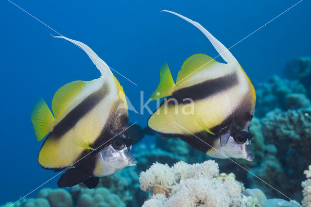 Red sea bannerfish (Heniochus intermedius)