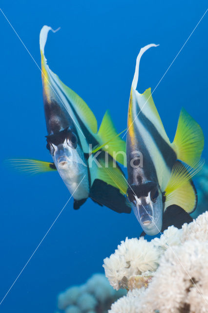 Red sea bannerfish (Heniochus intermedius)