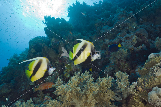 Red sea bannerfish (Heniochus intermedius)