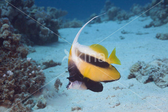 Red sea bannerfish (Heniochus intermedius)