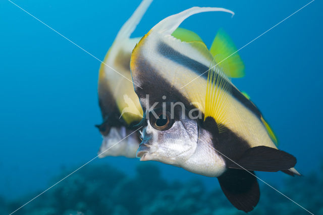 Red sea bannerfish (Heniochus intermedius)