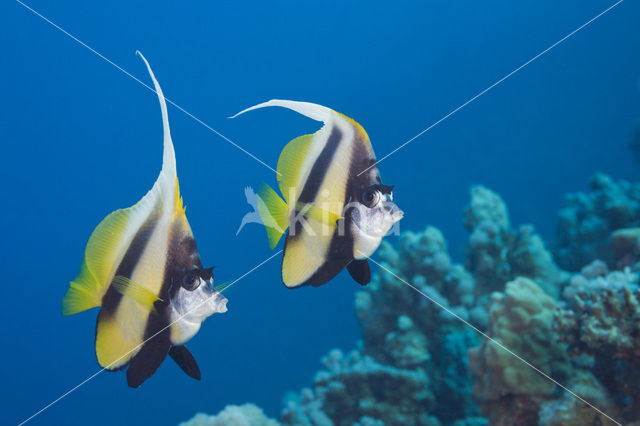 Red sea bannerfish (Heniochus intermedius)