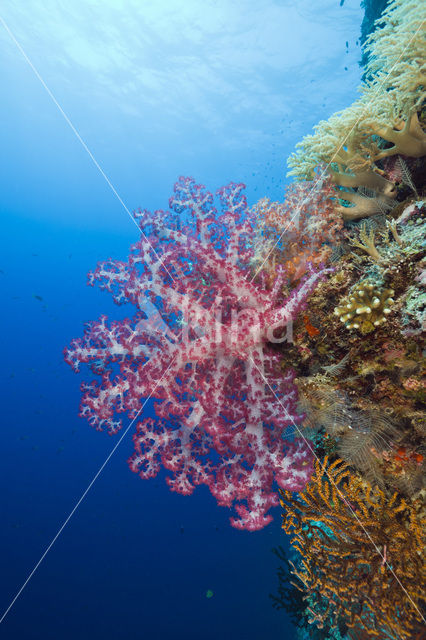 Rood Zacht koraal (Dendronephthya spec.)