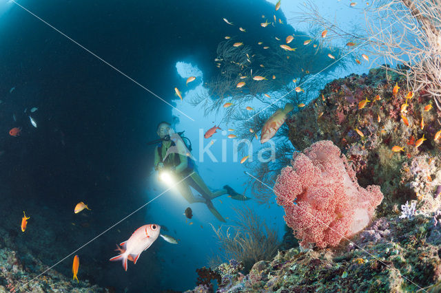 Rood Zacht koraal (Dendronephthya mucronata)