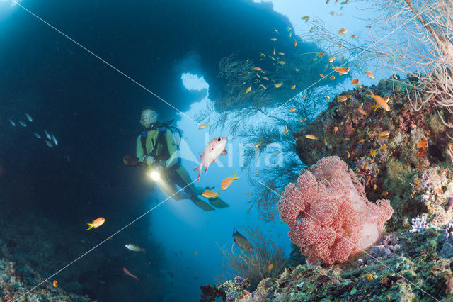 Rood Zacht koraal (Dendronephthya mucronata)